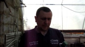 Подкормка огурцов ГУМАТОМ КАЛИЯ и обработка растений хелатным микроэлементом железо.