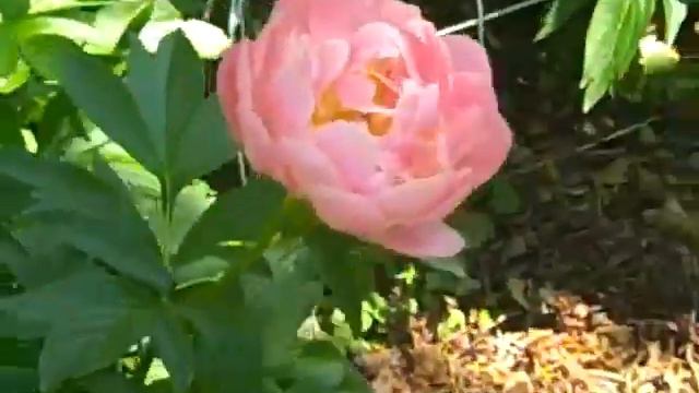 Coral Sunset Peony Day 2 смотреть онлайн