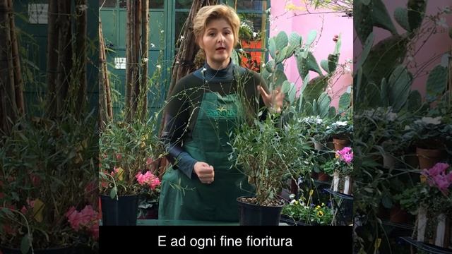 Vi racconto della GAURA Lindheimeri смотреть онлайн
