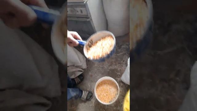 Чем кормить хозяйство,? Чтобы мясо было очень вкусным и сочным смотреть онлайн