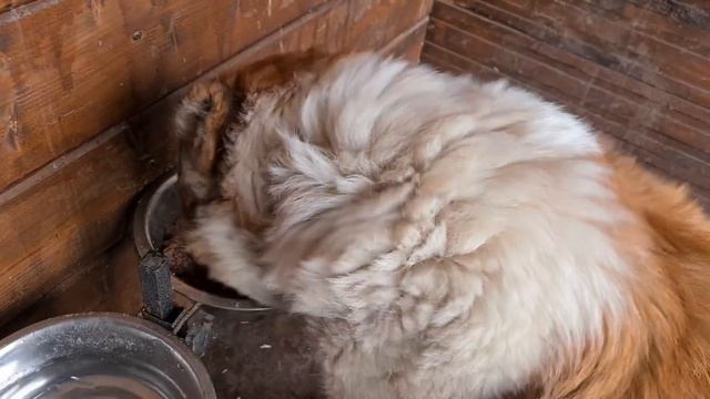 Выбираем миску для собаки/Покупаем корм/Кормление смотреть онлайн