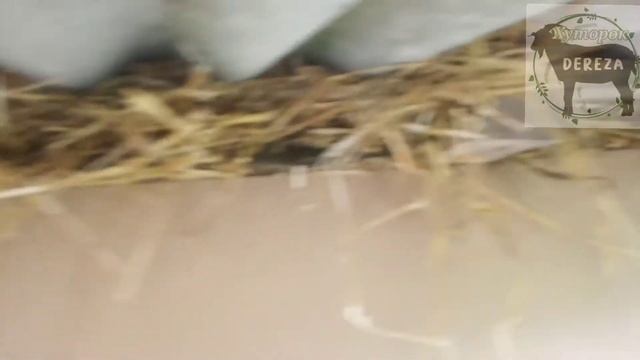 Самый дешёвый способ утеплить сарай смотреть онлайн