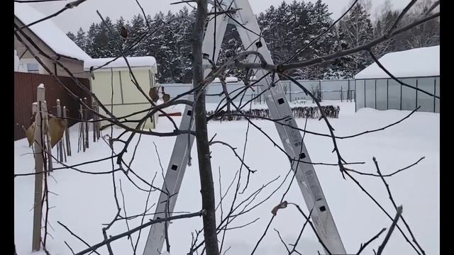 Обрезка яблони сорта Белорусское сладкое (подробный разбор). смотреть онлайн
