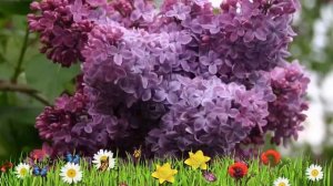 Сирень венгерская ? Обзор: посадка и уход. крупномеры сирени : описание и особенности