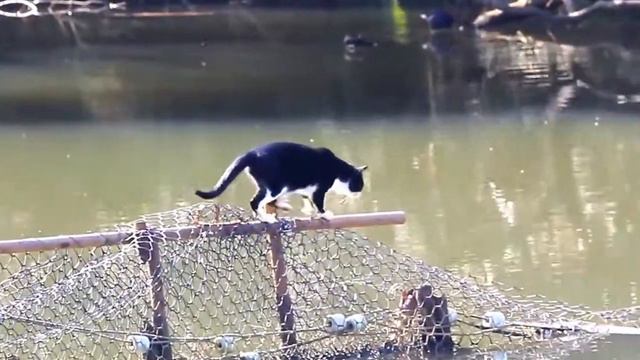 Кот переходит реку смотреть онлайн