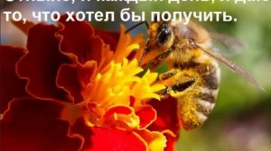 День 9. Марафон Изобилия. 21 день Изобилия. Дипак Чопра.