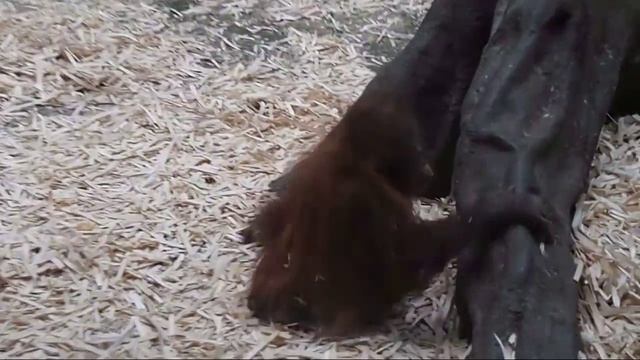 Детеныш орангутана изучает свою п..... смотреть онлайн