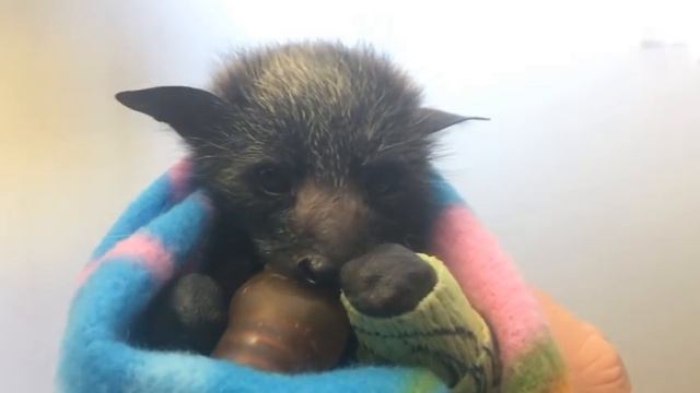 Baby Flying-Fox waggles her ears and winks: This is Diffy смотреть онлайн