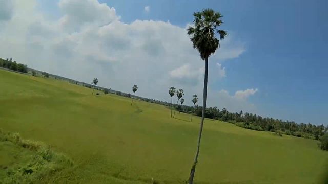 [TH from FPV] Sugar palm смотреть онлайн