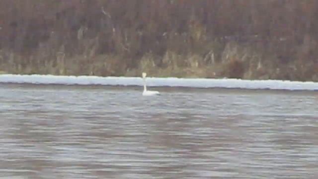 Лебедь - кликун на Волге смотреть онлайн