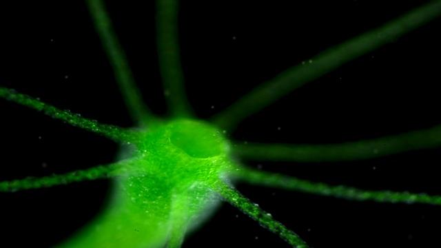 7 - РАСТЕНИЙ И ЖИВОТНЫХ КОТОРЫЕ МОГУТ ЖИТЬ ВЕЧНО смотреть онлайн