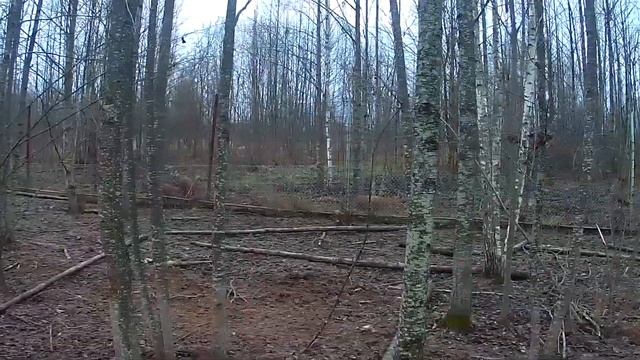 Заметки натуралиста. Кабаны на подкормке. Разговор с егерем. 2 серия смотреть онлайн