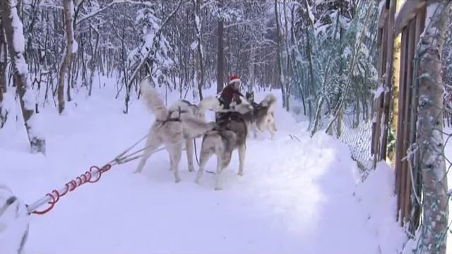 Чем отличаются собаки северных пород? Питомник "Улыбка Аляски". смотреть онлайн