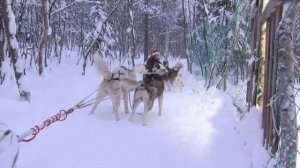 Чем отличаются собаки северных пород? Питомник «Улыбка Аляски».