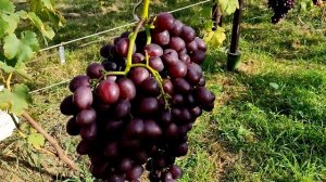 Виноград ПАМЯТИ УЧИТЕЛЯ. Сигналка 2,5 кг.