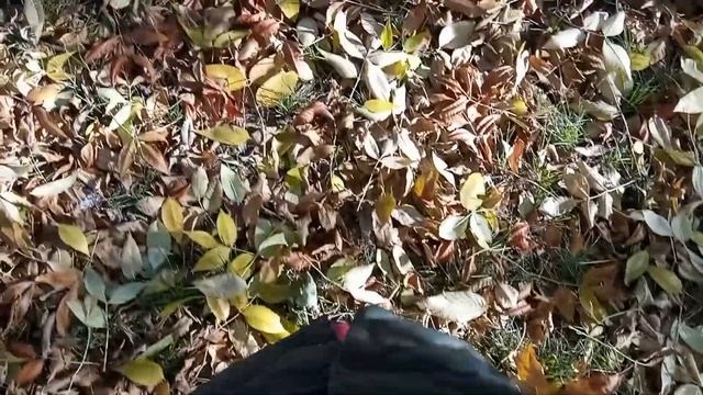 AUTUMN | ОСЕНЬ | Природа. Музыка. Стихотворение смотреть онлайн