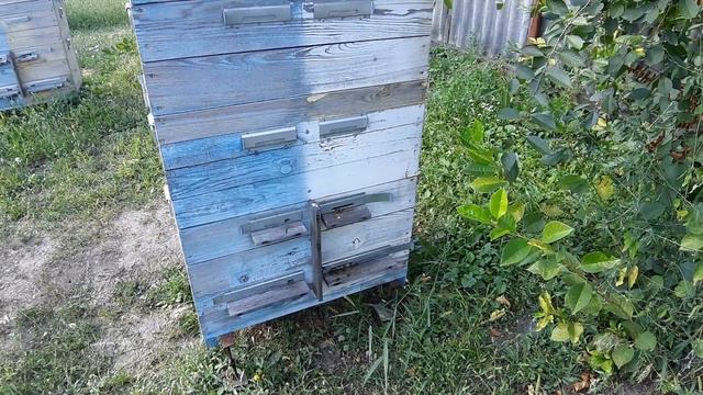 Матки из свищевых маточников. Такие же или нет ? смотреть онлайн