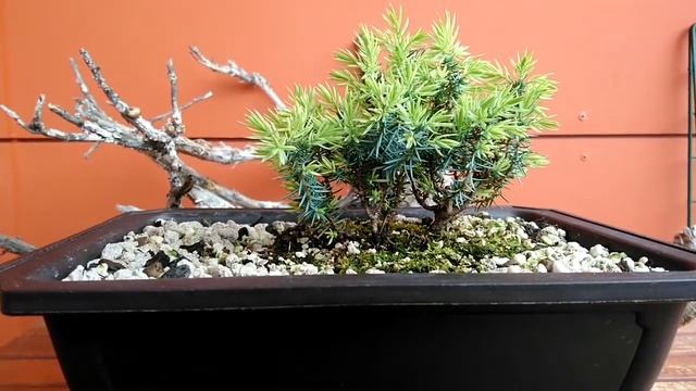 Collected Common Juniper, Juniperus communis (Nana) Pre-bonsaiwork #Bonsai #Yamadori смотреть онлайн