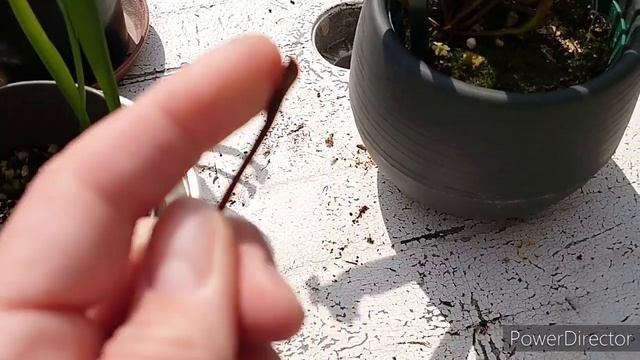 Насекомоядные растения.Carnivorous plant . 食虫植物. Саррацения. Cephalotus.Цефалот смотреть онлайн