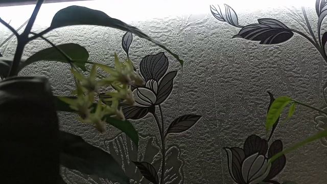 Комнатные Растения. Цветет Хойя Мультифлора смотреть онлайн