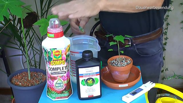 Zimmerpflanzen einpflanzen. Die Anzucht und Pflege Papaya, Kapok, Calathea und Weizengras Wichtig смотреть онлайн