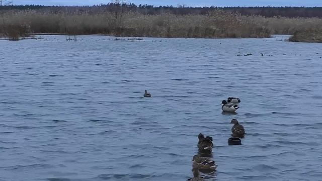 ОХОТА НА УТКУ С ПОДСАДНЫМИ В НОЯБРЕ! ОТЛИЧНО, ЗАКРЫЛИСЬ!!!СЕЗОН ОХОТЫ НА УТКУ 2022 ЗАВЕРШЕН!!! смотреть онлайн