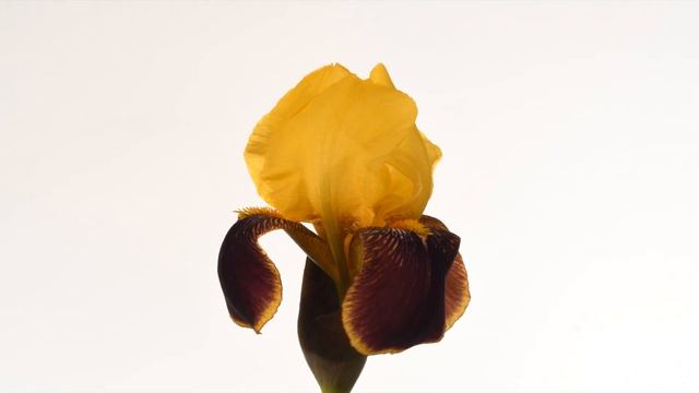 Bearded Iris and Iris sibirica flowers opening. 4K time lapse смотреть онлайн