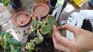 Примула. Сохраняем примулу первоцвет. Пересадка после цветения. Май 2022