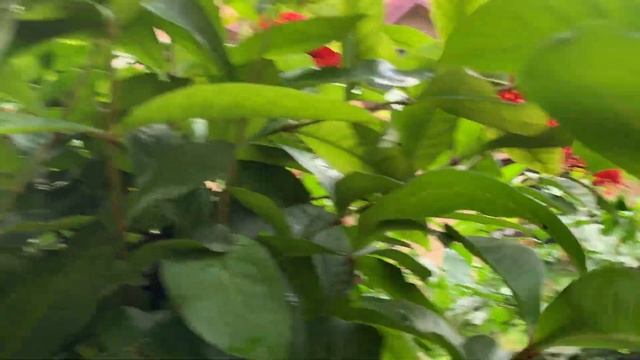 Ixora, West Indian Jasmine, Ixora Coccinea: General Care Guide, Sunlight, Propagation, Fertilizatio