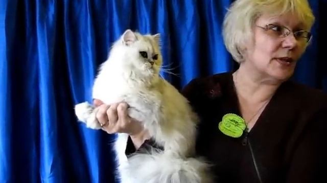 Персидская шиншилла на выставке кошек PCA - persian chinchilla смотреть онлайн