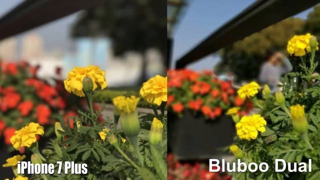 Iphone 7 Plus  VS Blubbo Dual сравнение тест камер