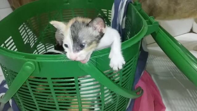 How Cat React when kittens comes outside from basket. смотреть онлайн