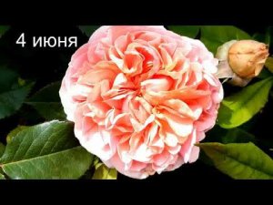 Роза Чиппендейл