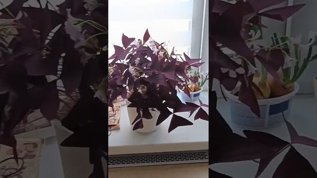 Оксалис / Кислица - как разросся куст ❤️ смотреть онлайн