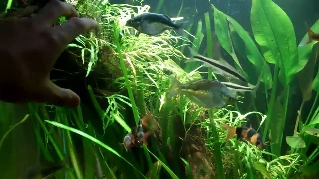 How to trim aquarium plants: Jungle Val and Java ferns смотреть онлайн
