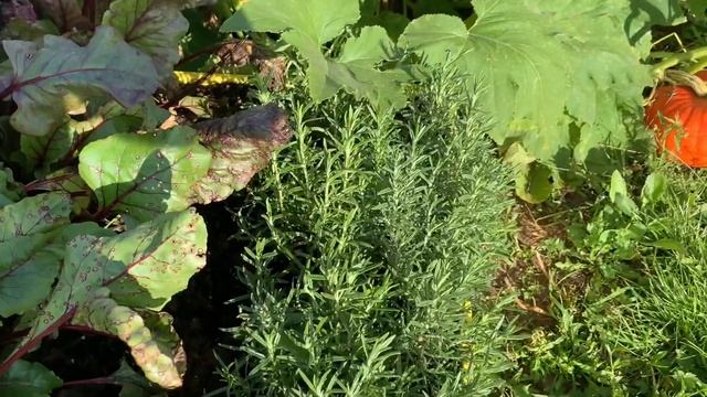 Как зимует РОЗМАРИН в Москве и области смотреть онлайн