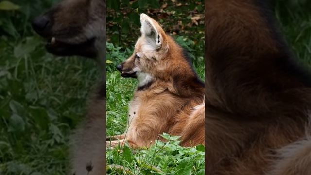 ذئب ذو العرف Chrysocyon brachyurus смотреть онлайн