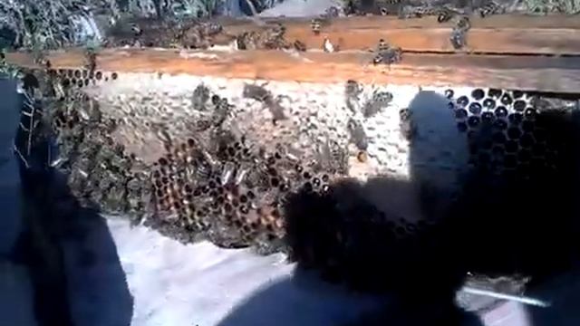 Результат изоляции матки в Нуклеусе Джинн. смотреть онлайн