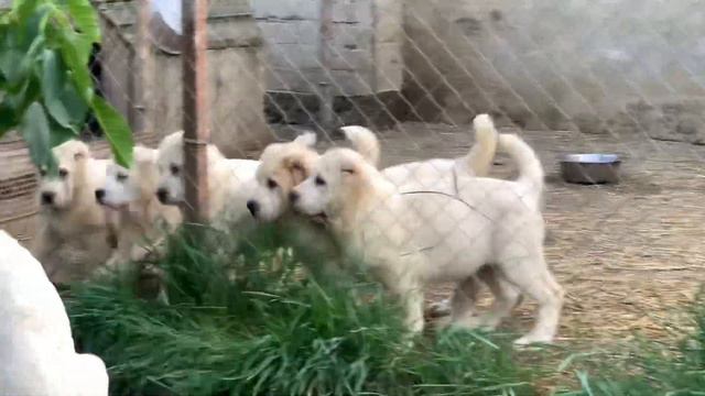 Щенки САО Из Древнего Рода 2023 год смотреть онлайн