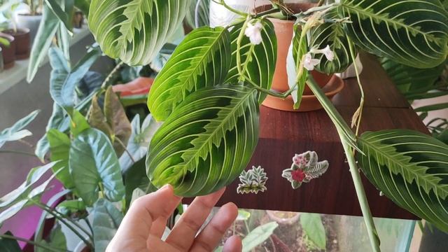 маранта lemon lime ??марантовые ?уход и размножение в домашних условиях ? смотреть онлайн