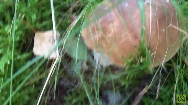 Сбор белых грибов на Куршской косе Продолжение смотреть онлайн