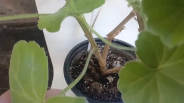 Пеларгония Lady Gertrude (Леди Гертруда), Achievement (Эчивмент) смотреть онлайн