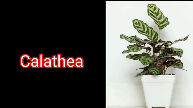 14 Perfect  East Facing  Window  Plants||Low Light East Facing Window Plants ||@AdmiringPlants