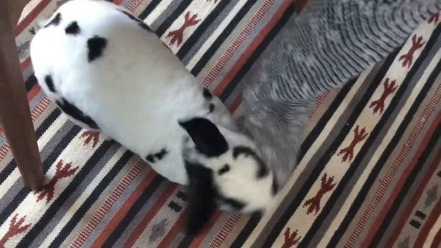 Кролик играет с кофтой. Очень милый домашний зайчик бабочка 🦋 смотреть онлайн