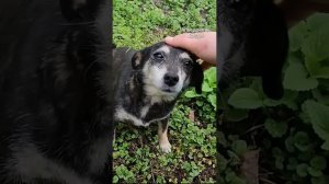 маленькая жила 3 года у трассы, теперь живёт в Германии #ставрополь #помощьживотным