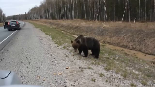 медведи вышли на сибирскую дорогу смотреть онлайн