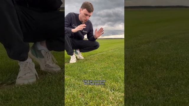Газон из 100% райграса. Минусы и плюсы. смотреть онлайн