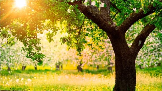 Сказка - Семена счастья. Нина Сумирэ смотреть онлайн