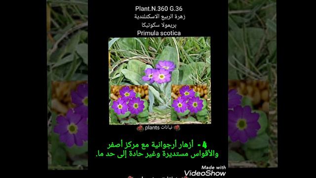 زهرة الربيع الاسكتلندية  بريمولا سكوتيكا Primula Scotica