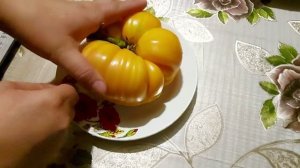 ОБЗОР ТОМАТА  КОРОЛЬ АНАНАС. Супербиколор !!!